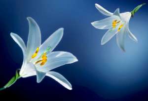 * White Lily on Blue Glass Cuttingboard Trivet * White Lily on Blue Glass Cuttingboard Trivet